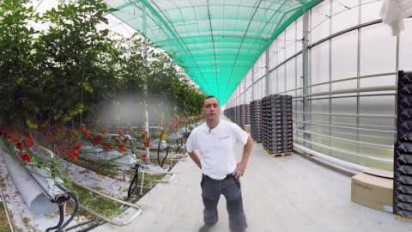 Vidéo 360 immersive au coeur de la production de tomates