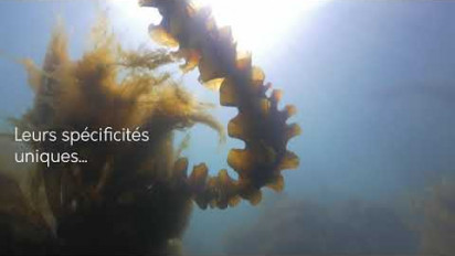 Clip vidéo ressource des algues